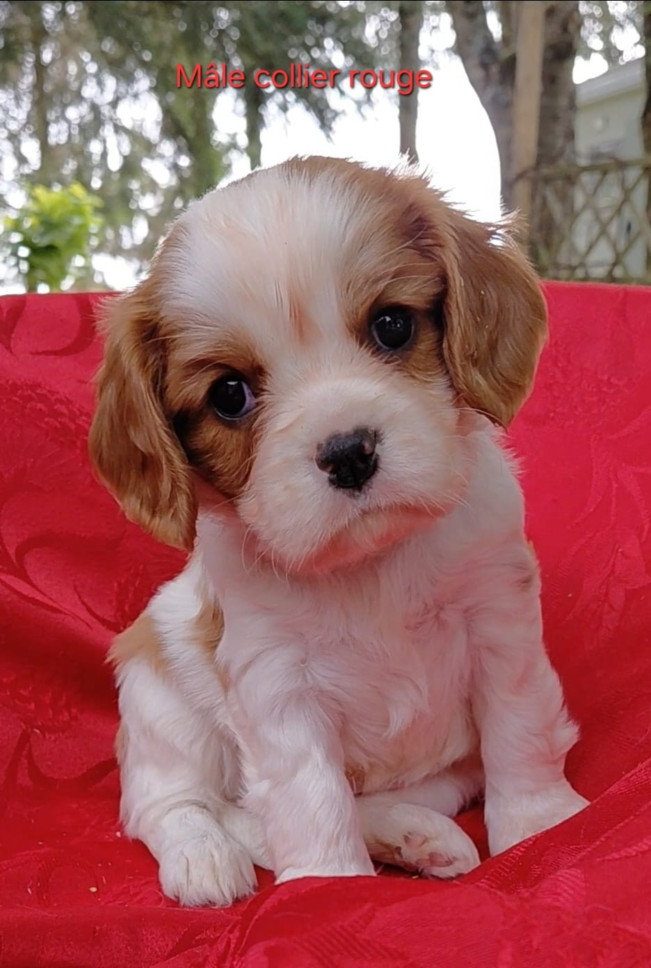 du Jardin au Chêne Liège - Chiots disponibles - Cavalier King Charles Spaniel