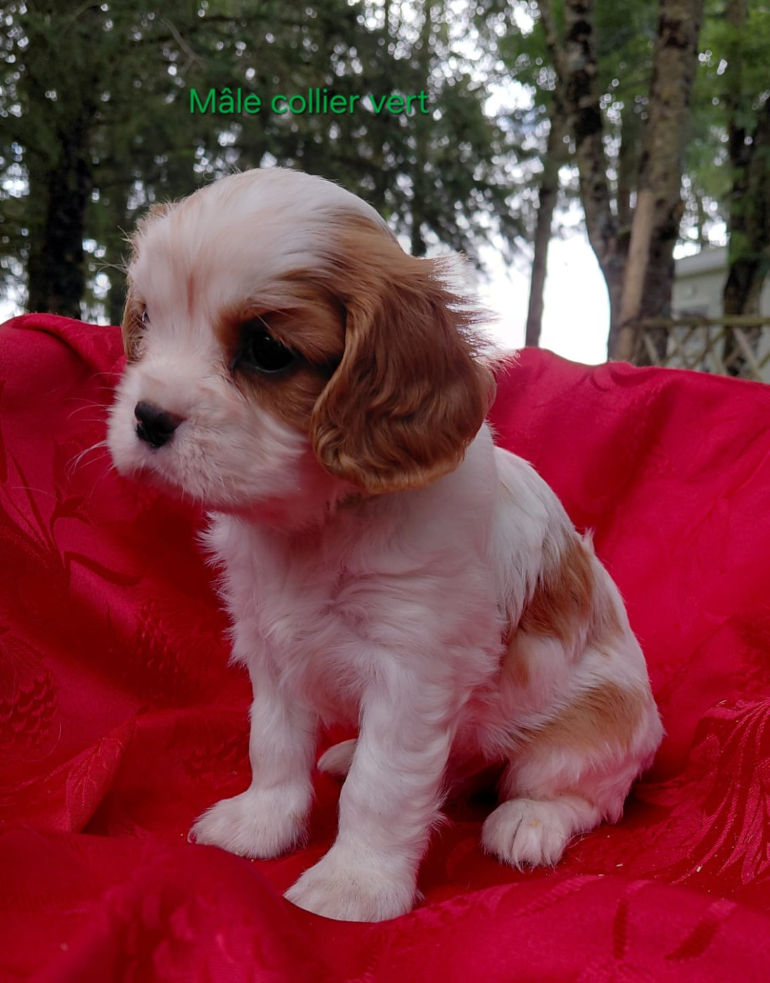 du Jardin au Chêne Liège - Chiots disponibles - Cavalier King Charles Spaniel
